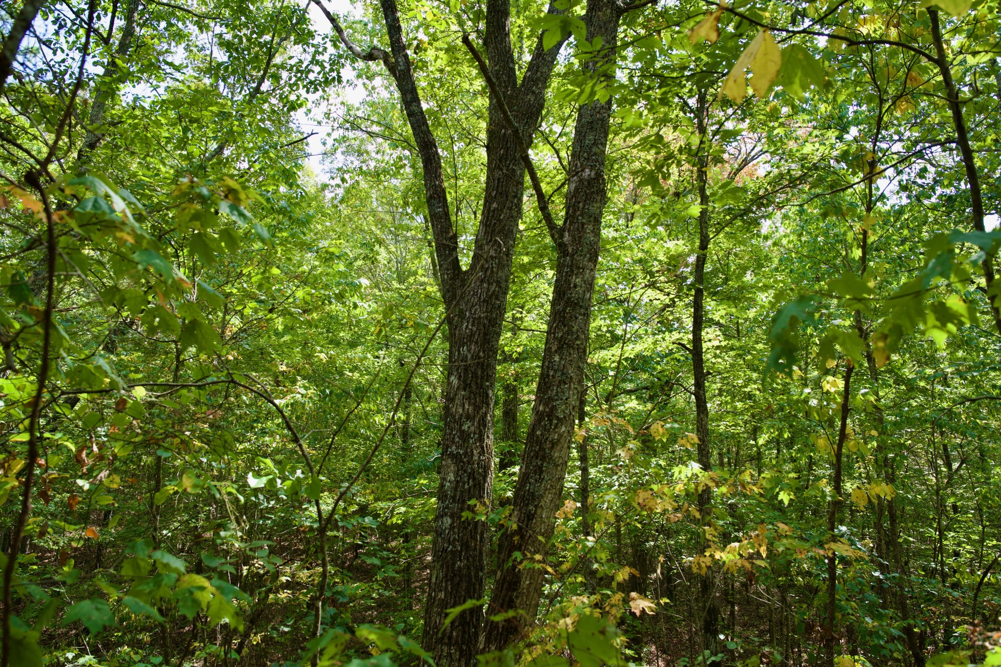 1 Palmer Firetower Road Palmer, TN 37365 - Photo 50 of 70 Gallery Image 50
