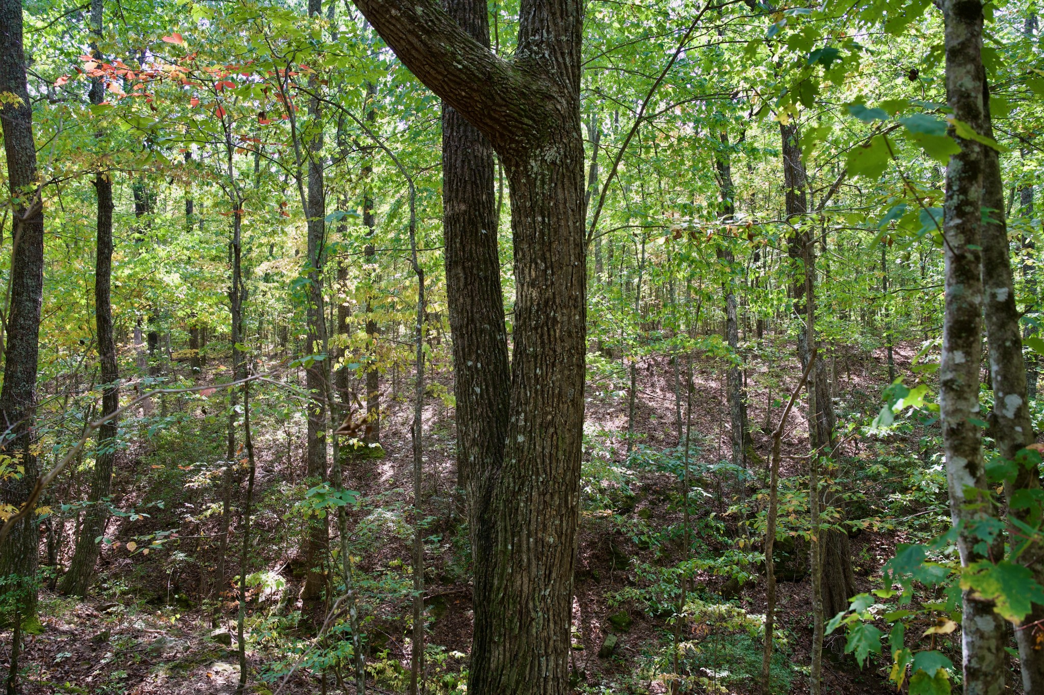 1 Palmer Firetower Road Palmer, TN 37365 - Photo 51 of 70 Gallery Image 51