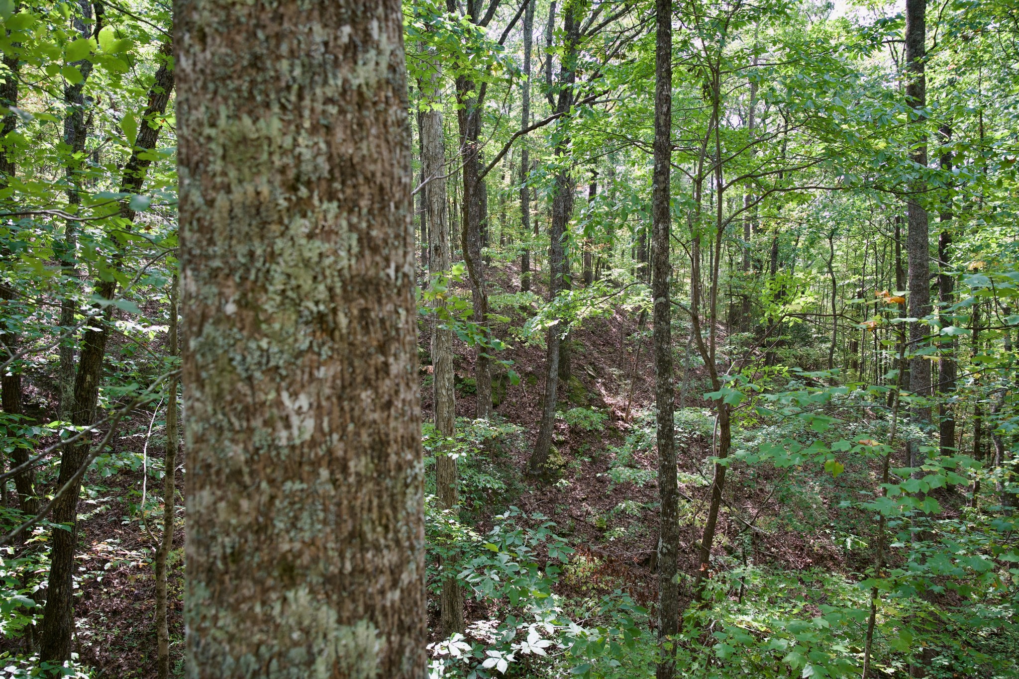 1 Palmer Firetower Road Palmer, TN 37365 - Photo 53 of 70 Gallery Image 53