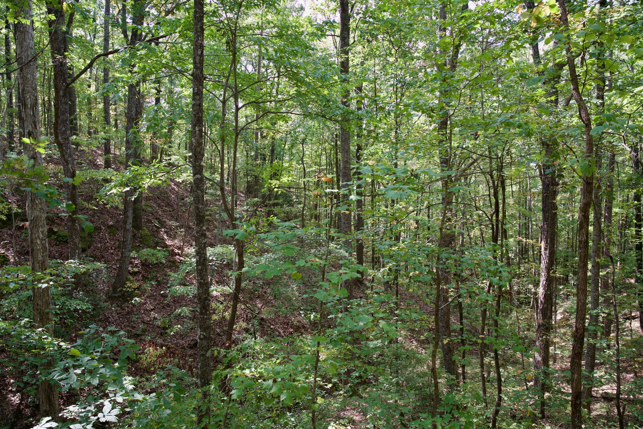 1 Palmer Firetower Road Palmer, TN 37365 - Photo 54 of 70 Gallery Image 54