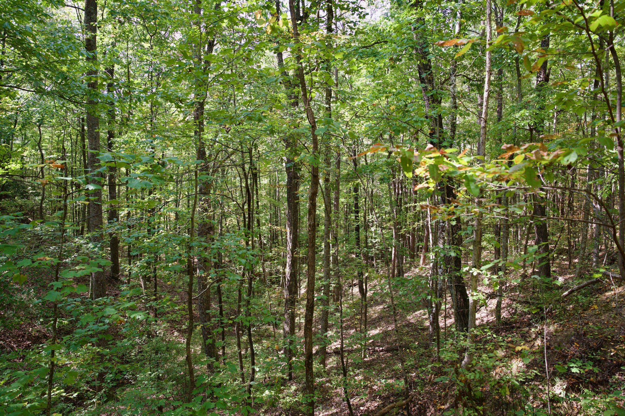 1 Palmer Firetower Road Palmer, TN 37365 - Photo 55 of 70 Gallery Image 55