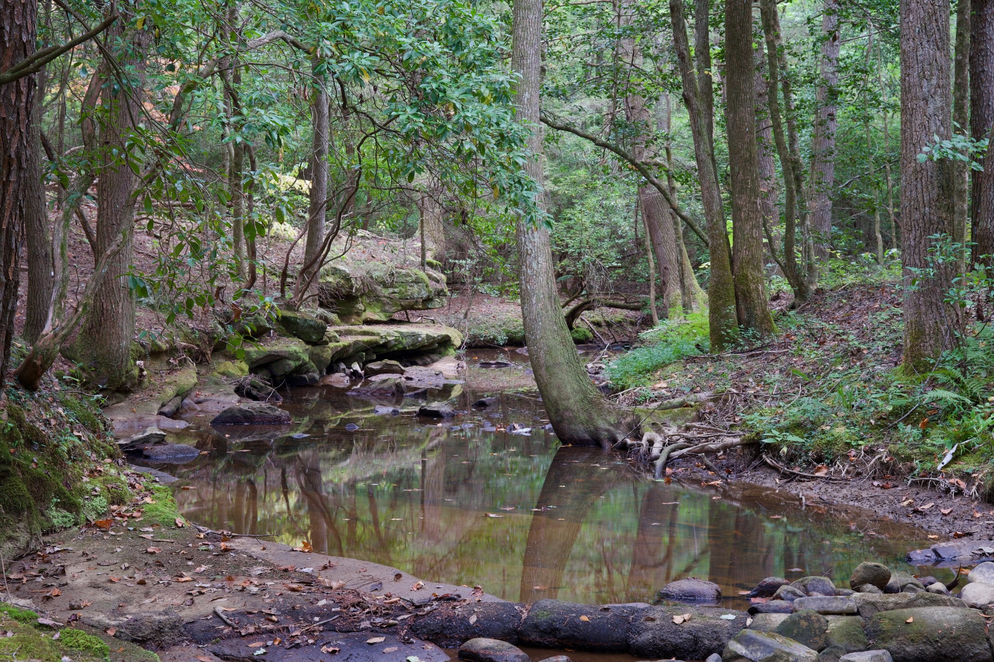 1 Palmer Firetower Road Palmer, TN 37365 - Photo 10 of 70 Gallery Image 10