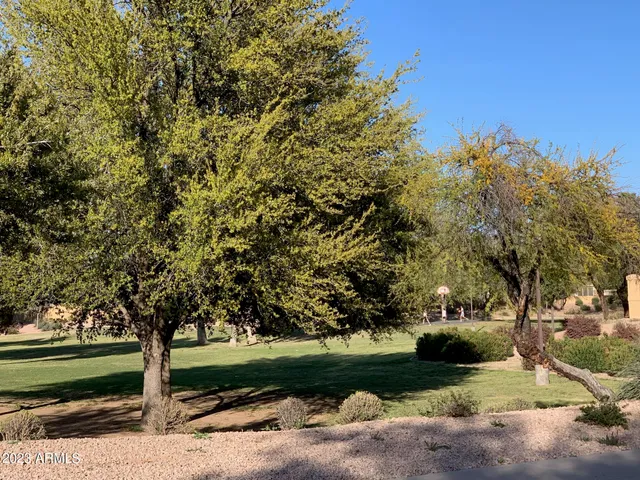 a palm tree sitting in front of a city