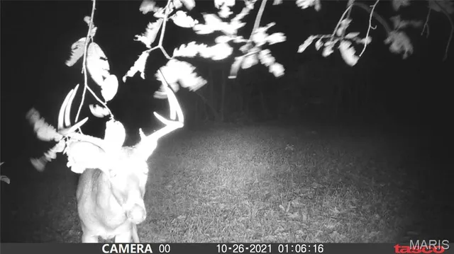 $59,000 | 1 Bobwhite Lane, Fairdealing, MO 63939