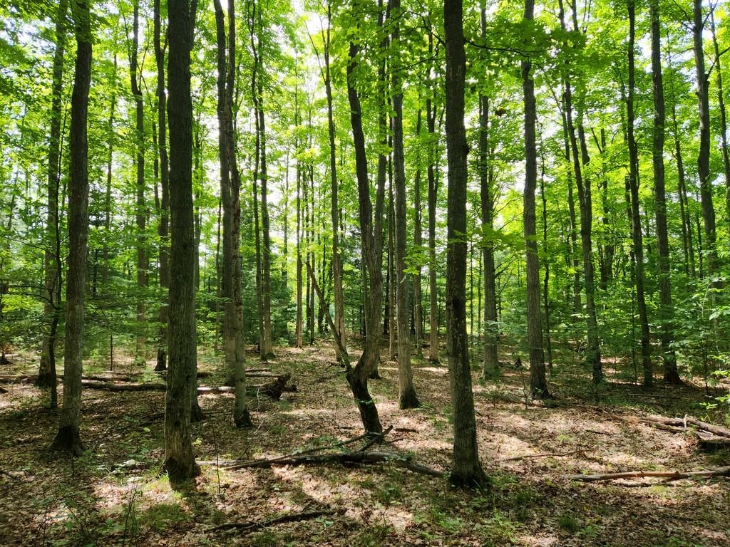 Off Crawford Lake Road Northeast Kalkaska, MI 49646 - Photo 21 of 25