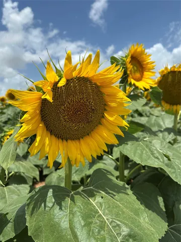 $75,000 | 0 Overlook Drive, Caldwell, TX 77836