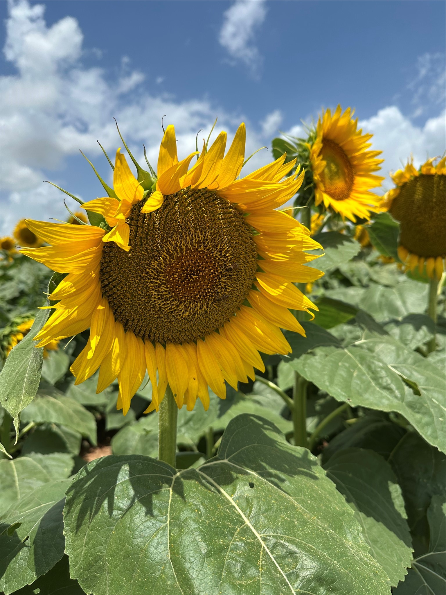 0 Overlook Drive Caldwell, TX 77836 - Photo 12 of 13 a view of an outdoor space