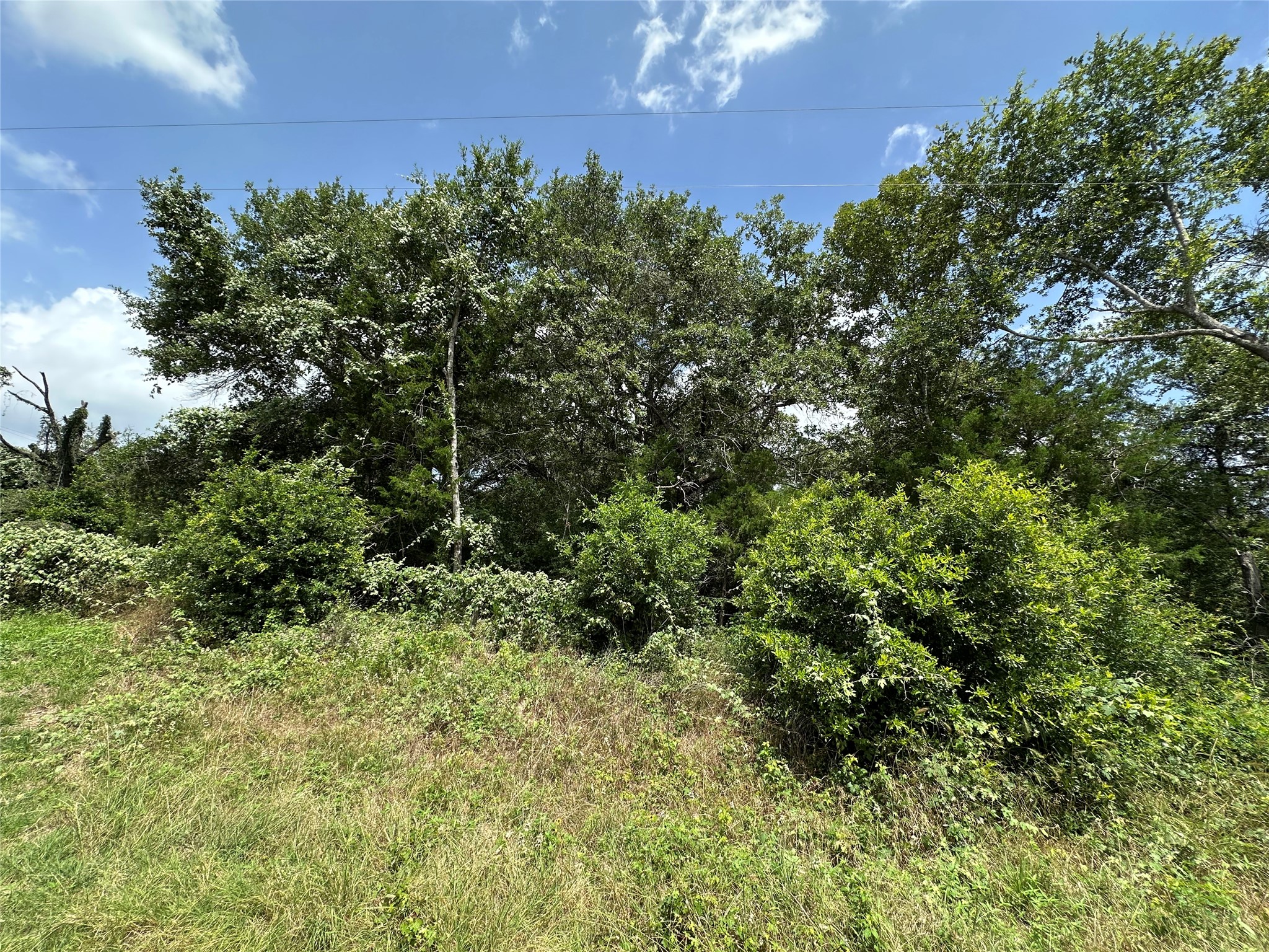0 Overlook Drive Caldwell, TX 77836 - Photo 3 of 13 a view of a lush green forest