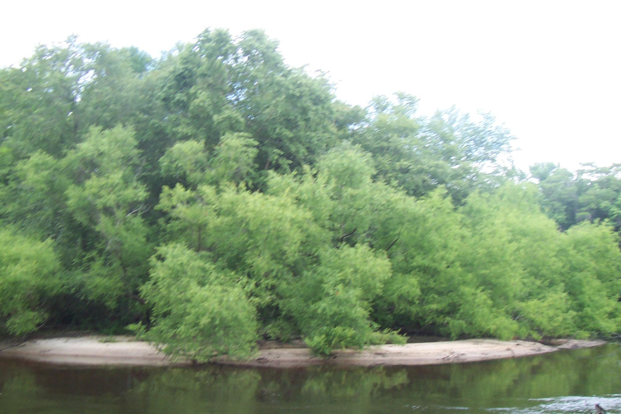 0 Riverfront Drive Reevesville, SC 29471 - Photo 14 of 21 View looking across the river