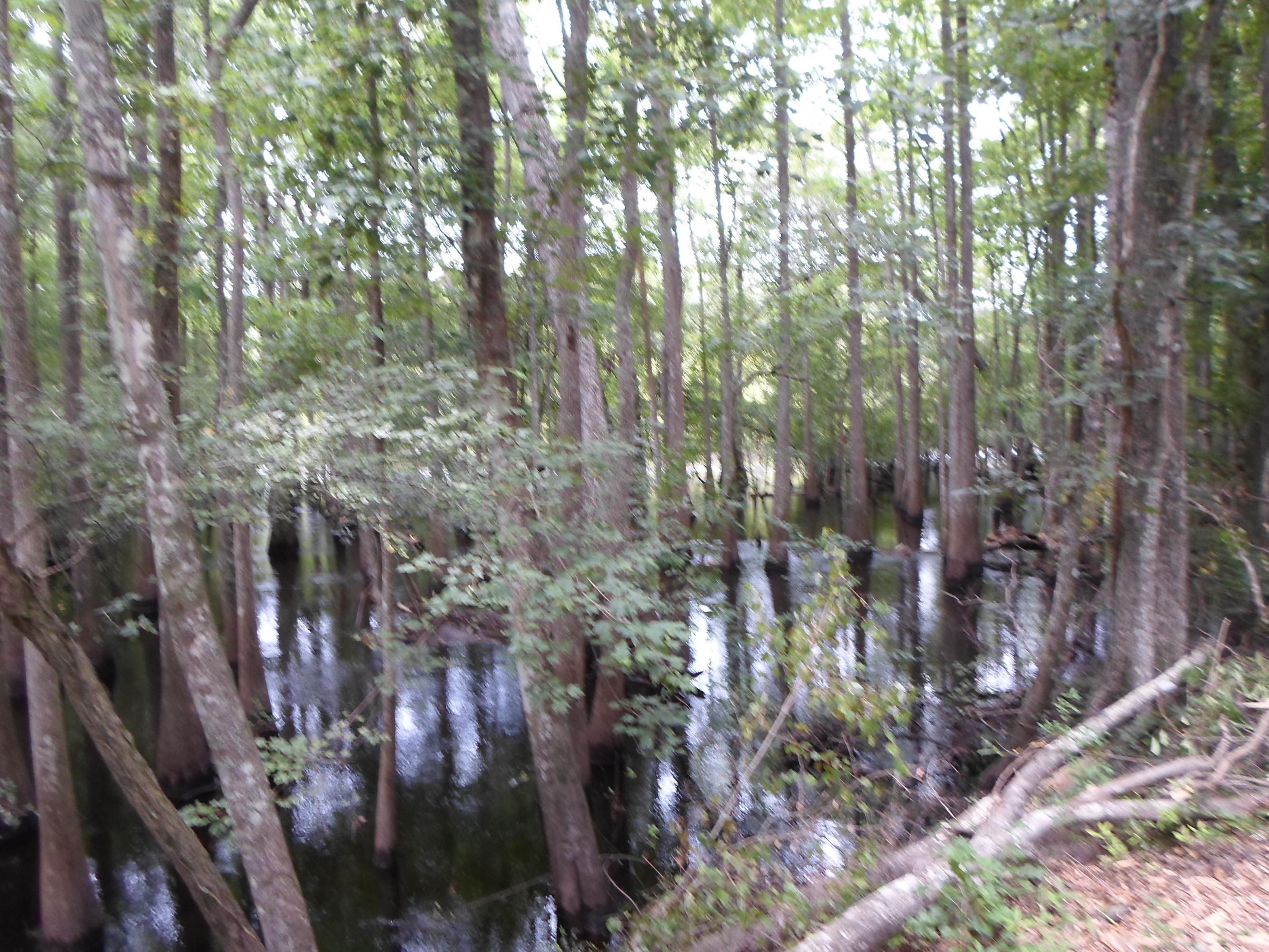 0 Riverfront Drive Reevesville, SC 29471 - Photo 17 of 21 Winter time - wetlands full 2