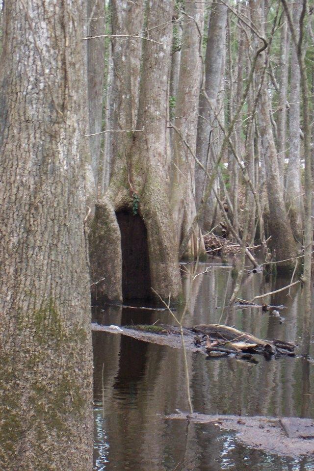 0 Riverfront Drive Reevesville, SC 29471 - Photo 18 of 21 Winter time - wetlands full 3