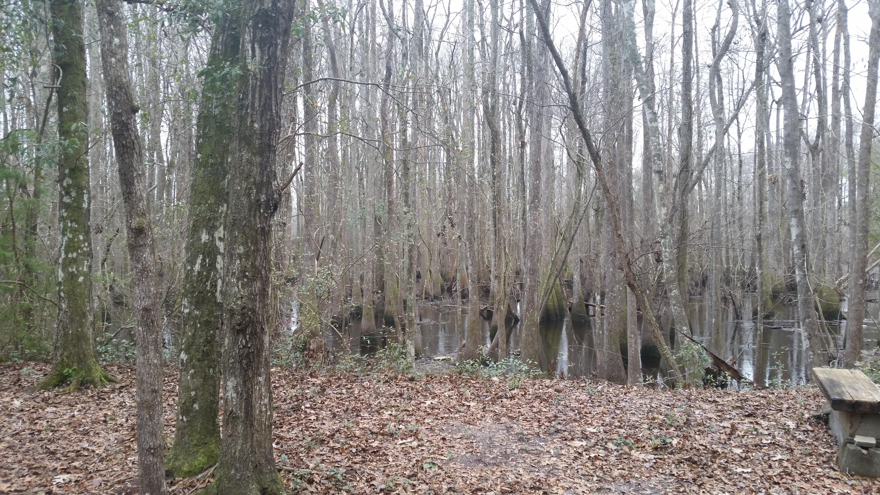 0 Riverfront Drive Reevesville, SC 29471 - Photo 21 of 21 Wetlands