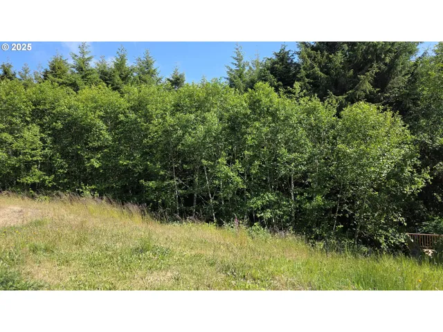 a open area with lots of green trees