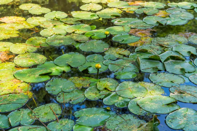 a view of a lake with a yard
