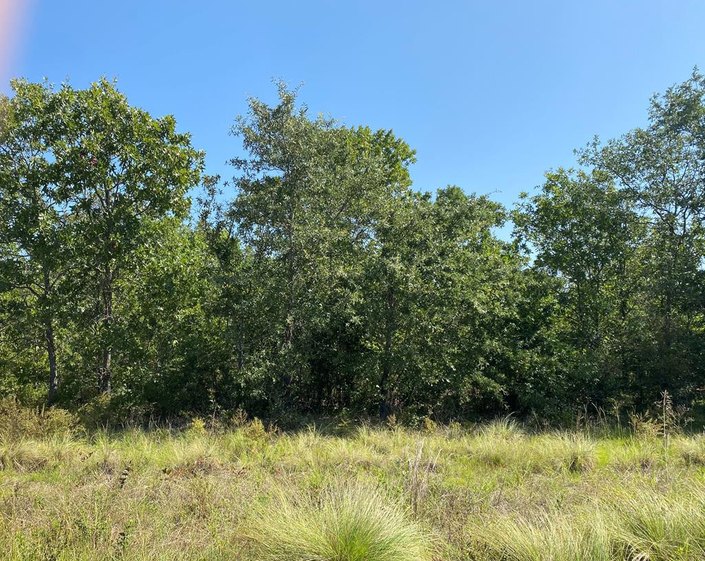 Parcel D Bogeyville Road Ridge Spring, SC 29129 - Photo 1 of 1