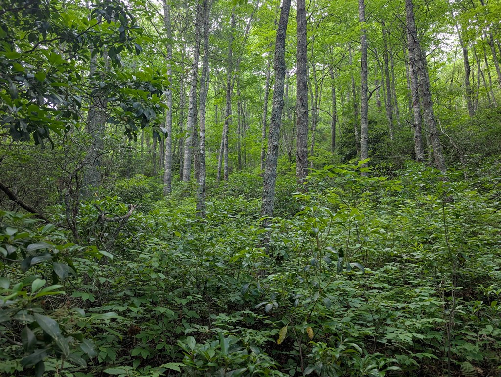 0 Flintlock Road Cullowhee, NC 28723 - Photo 6 of 10 Gallery Image 6