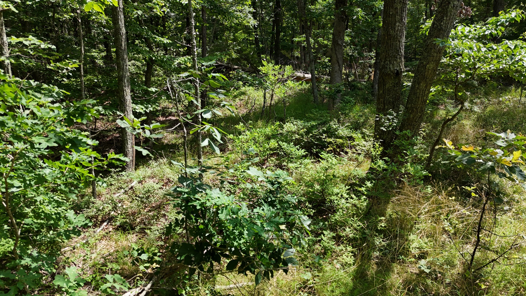 0 Brow Road Pelham, TN 37366 - Photo 23 of 32 a view of a lush green forest