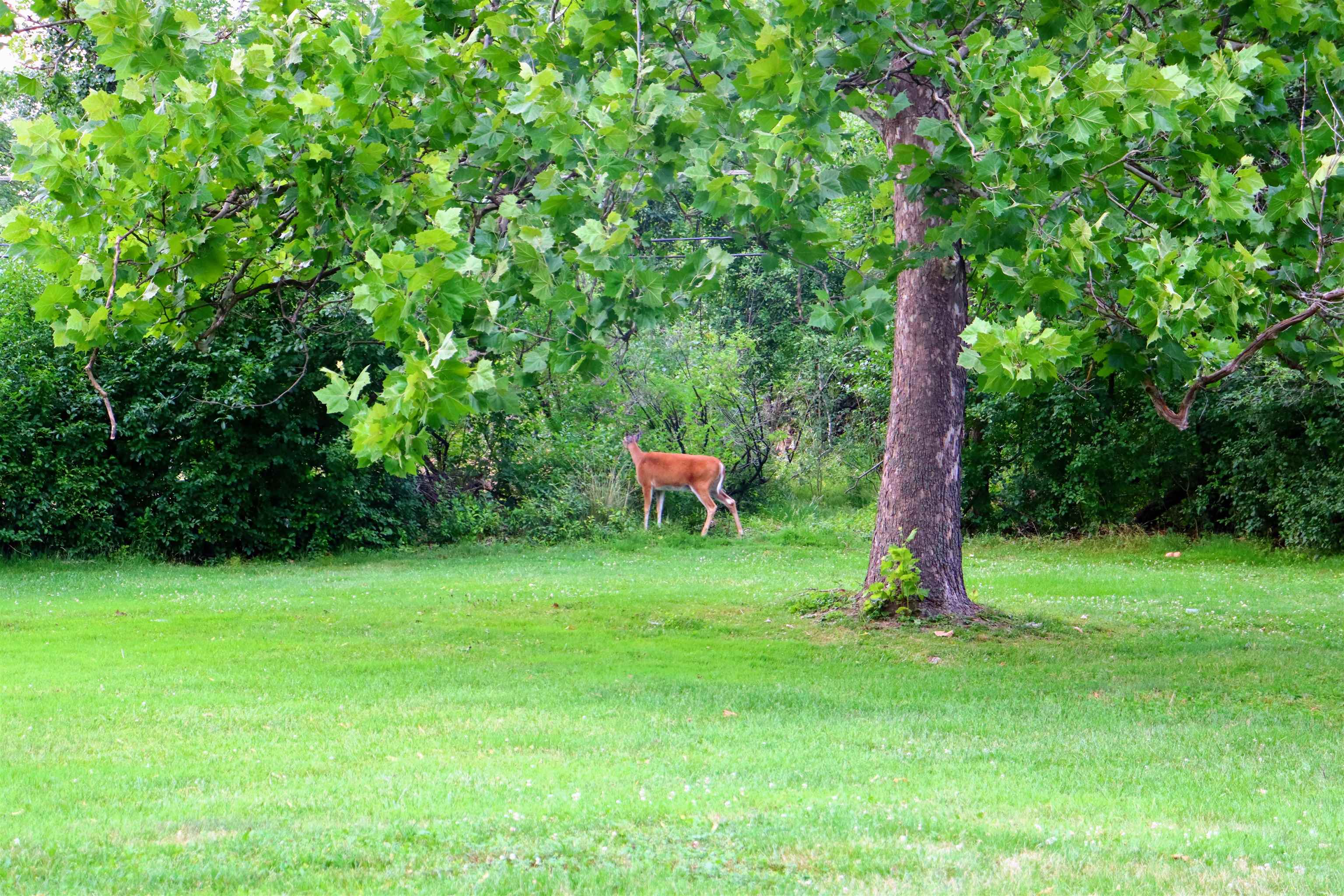 470 Brookside Road North Barrington, IL 60010 - Photo 35 of 38 a wooden bench sitting in the middle of a forest
