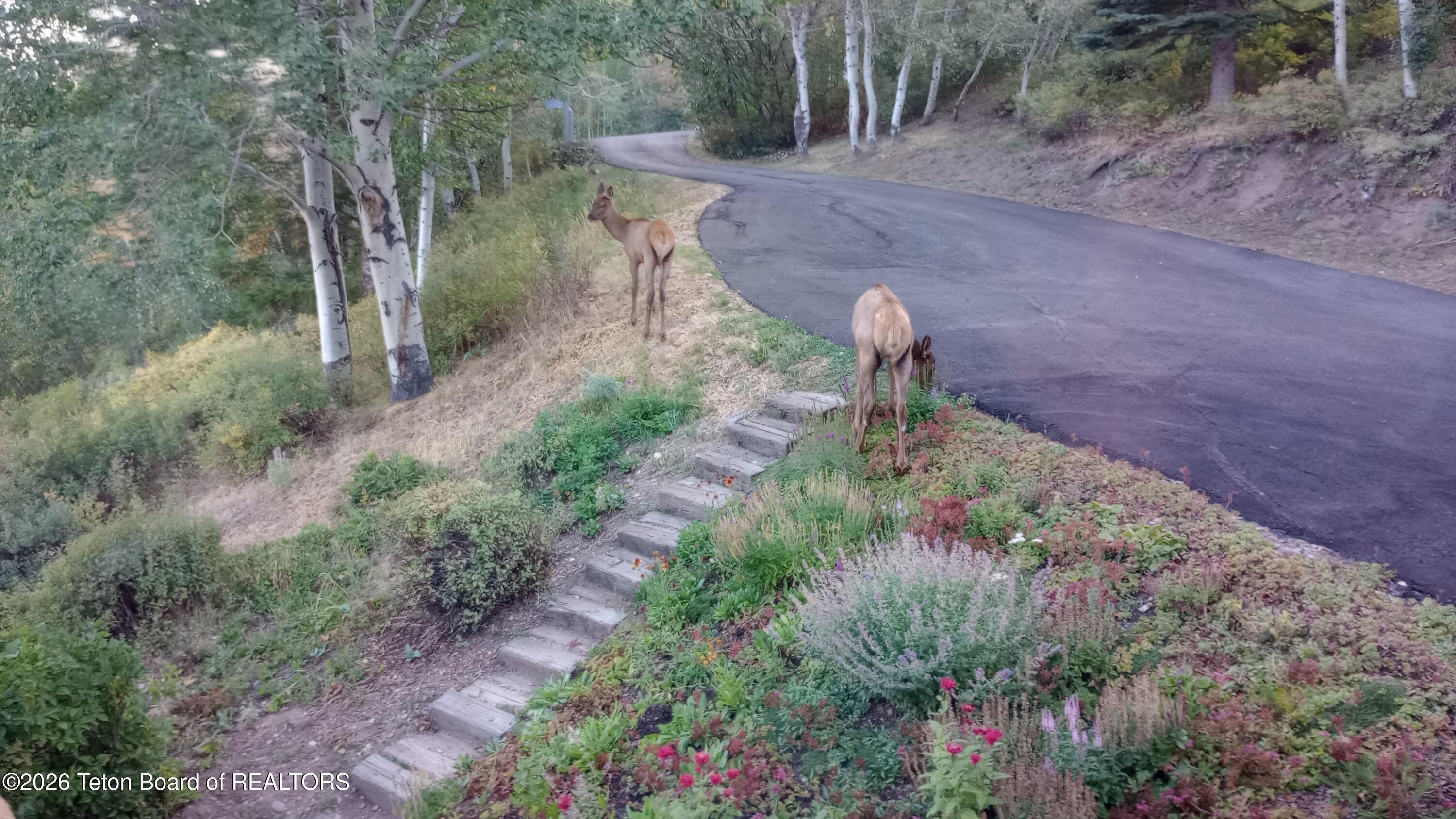 575 North Bar Y Road Jackson, WY 83001 - Photo 46 of 49 Two young Elk in driveway