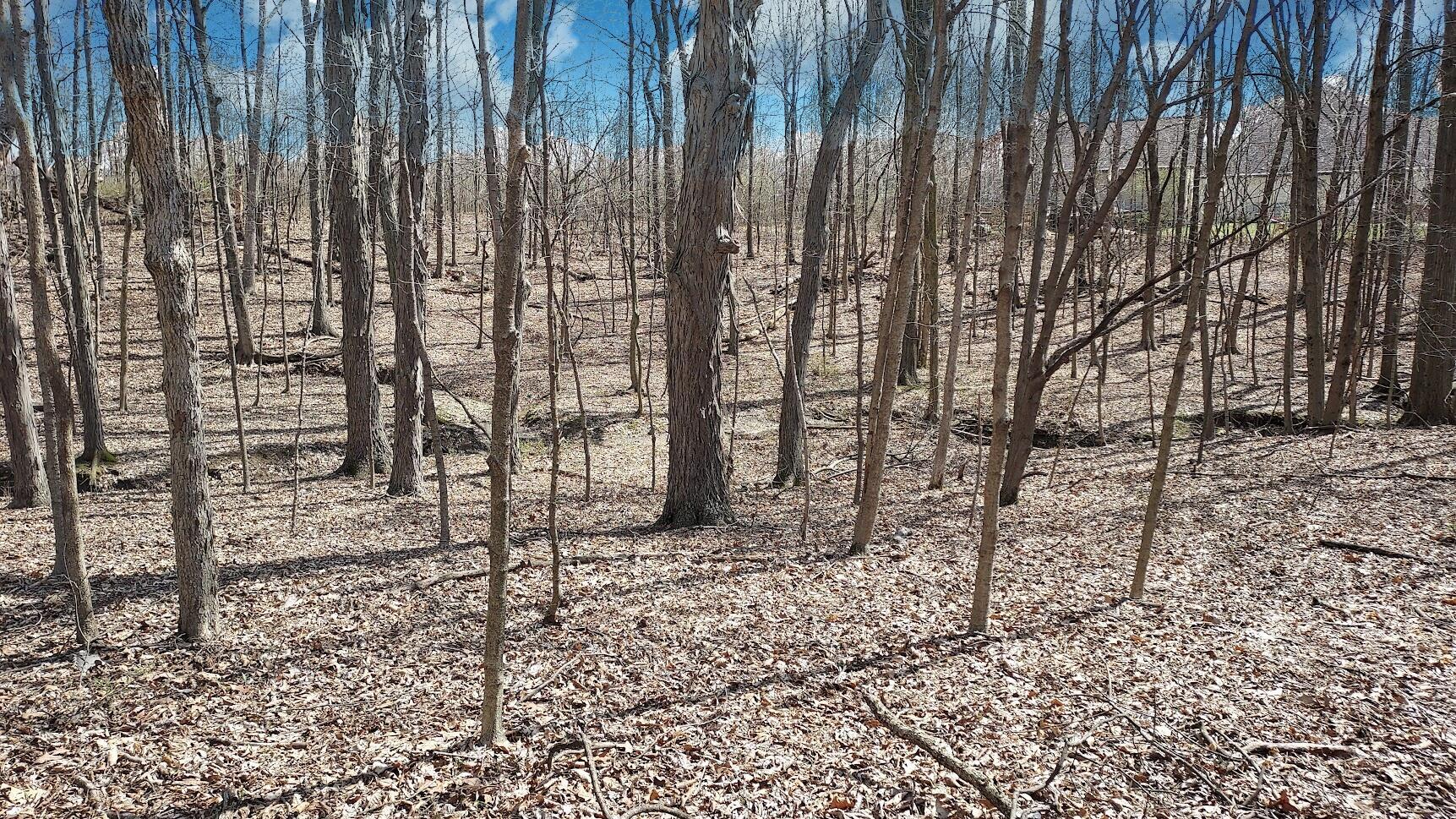 5563 Red Bank Road, Unit TRACT C Galena, OH 43021 - Photo 13 of 32 13. Ravine