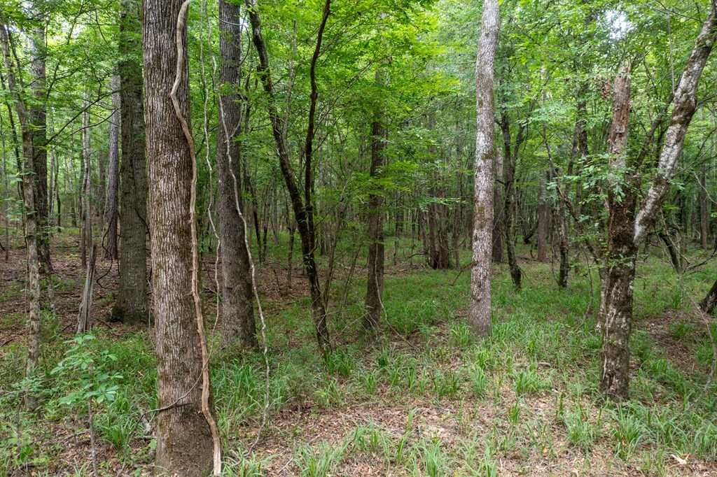 3 Comers Pond Road Pittsview, AL 36871 - Photo 8 of 51
