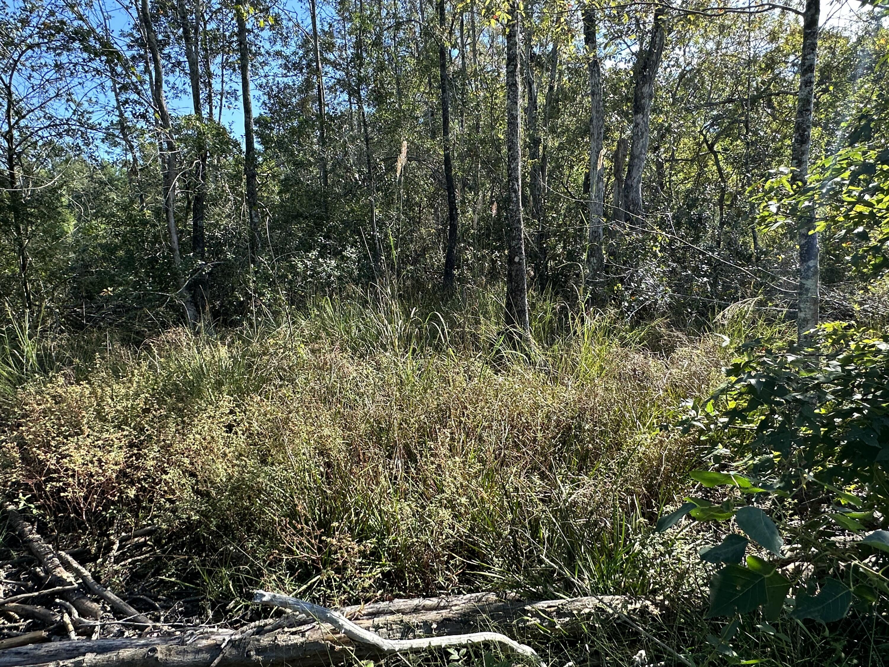 Parcel K&l Buck Tyner Road Laurel Hill, FL 32567 - Photo 7 of 9 a view of a forest