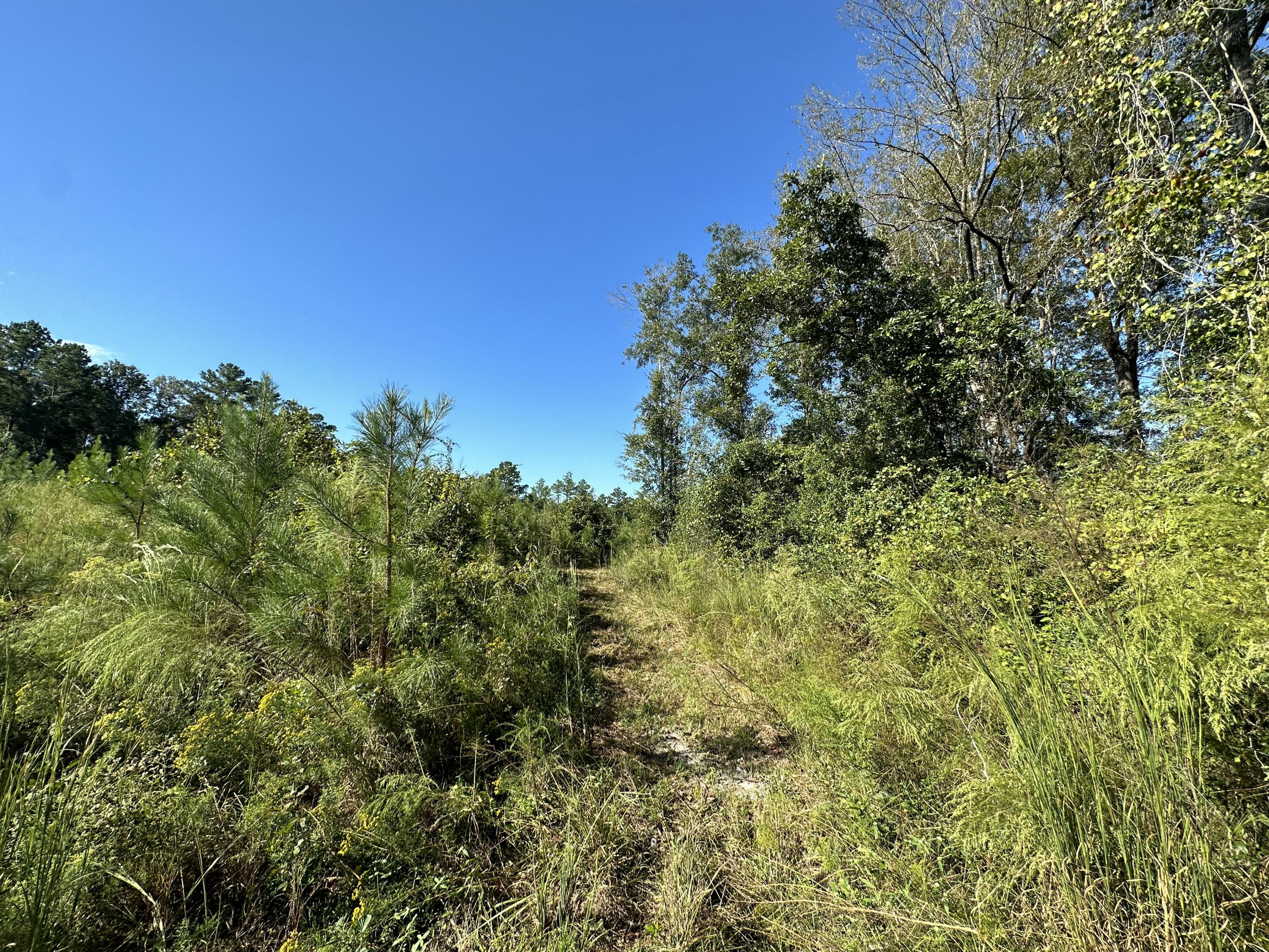 Parcel K&l Buck Tyner Road Laurel Hill, FL 32567 - Photo 8 of 9 a view of a large yard with green space