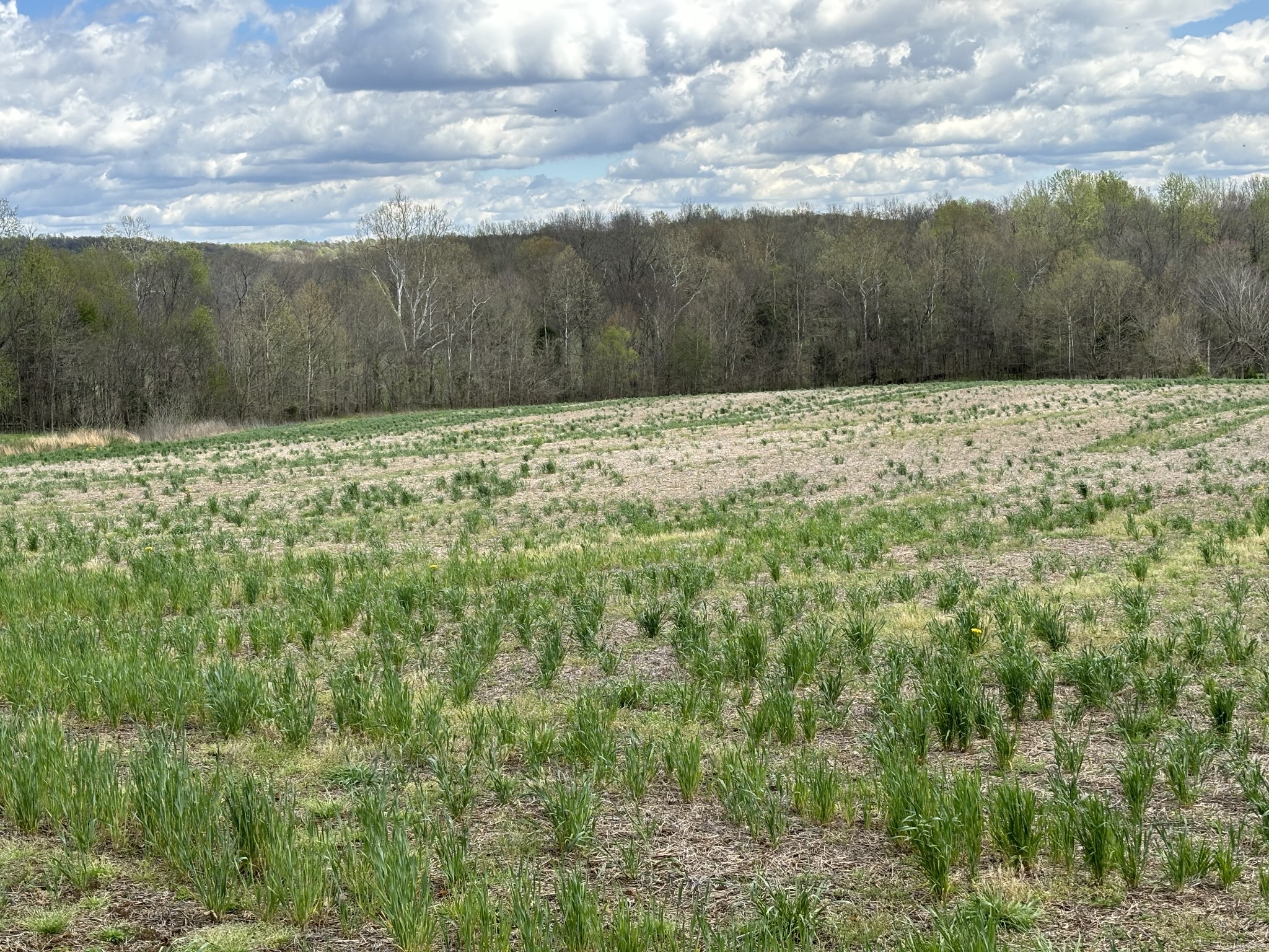 3840 Crofton-Fruit Hill Road Crofton, KY 42217 - Photo 2 of 5 a view of a yard