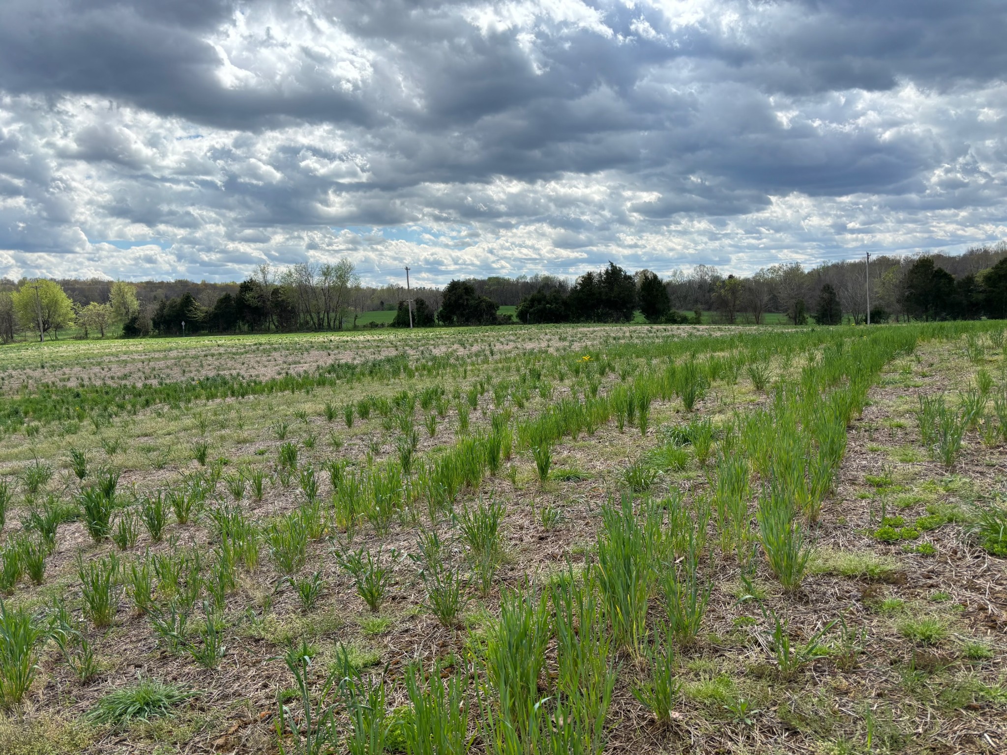 3840 Crofton-Fruit Hill Road Crofton, KY 42217 - Photo 4 of 5 a view of an outdoor space and a yard
