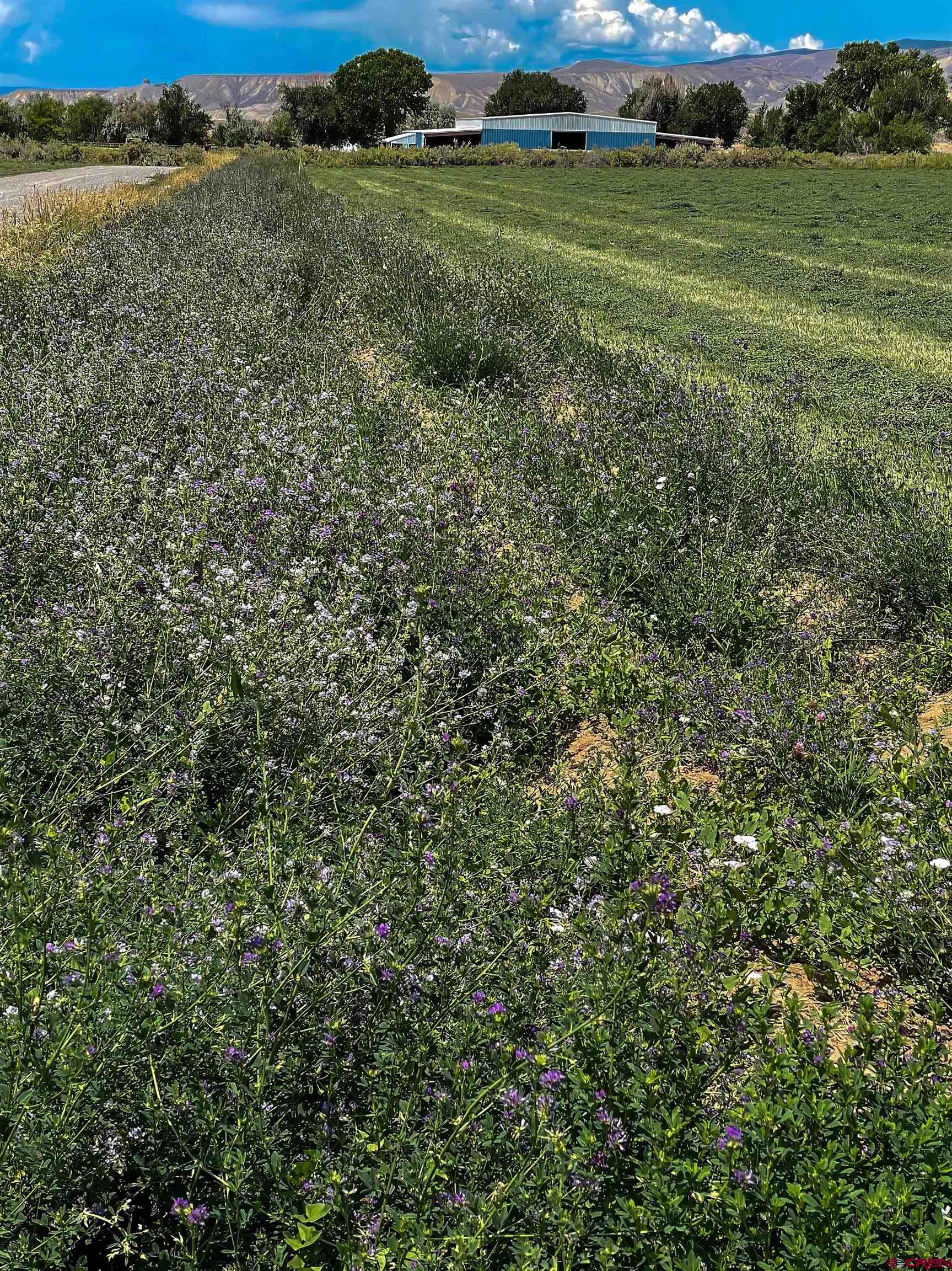 11313 Running Deer Road Eckert, CO 81418 - Photo 27 of 34