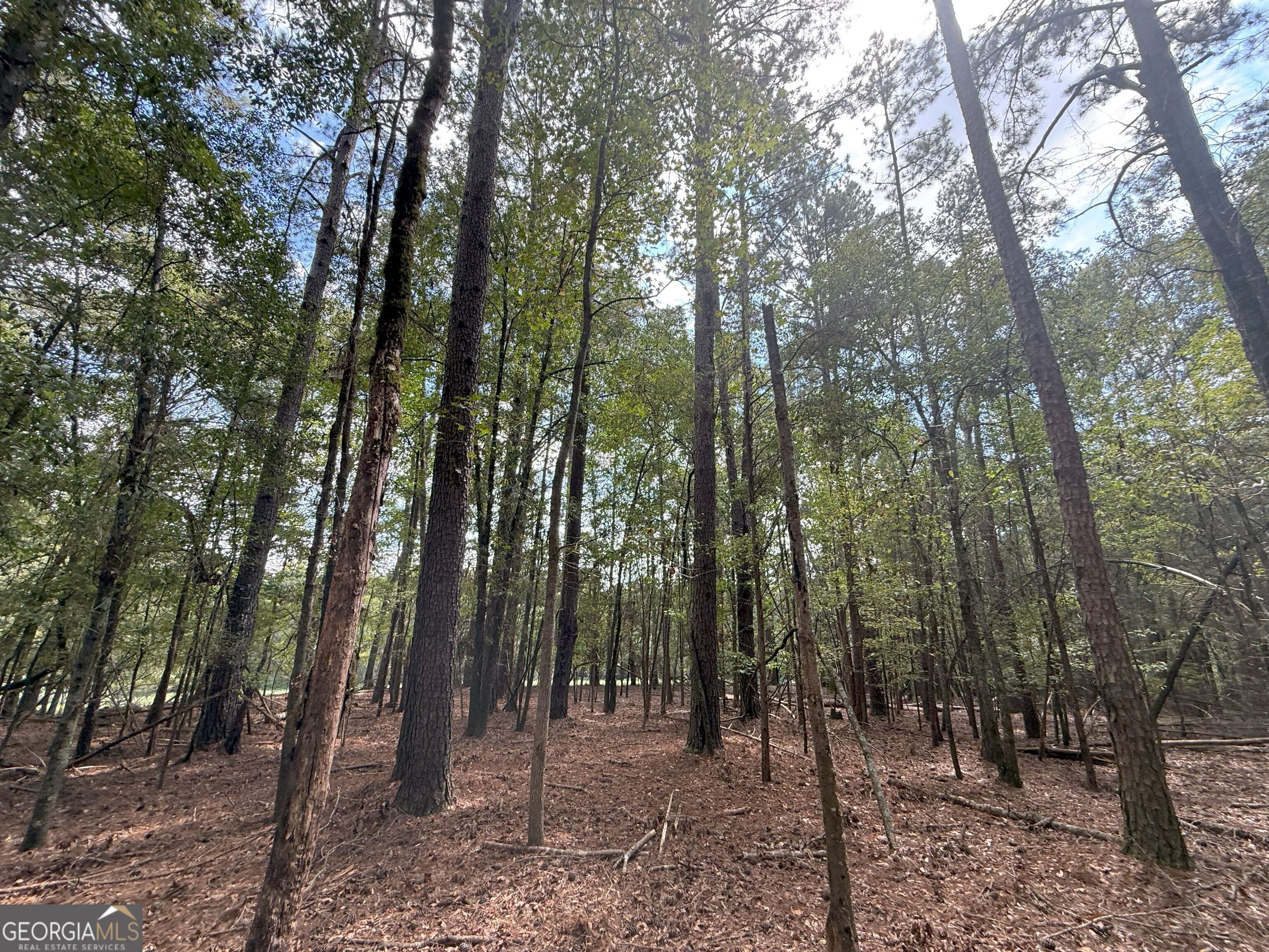 5 Jefferson River Road Athens, GA 30607 - Photo 15 of 24 a view of a forest with trees in the background