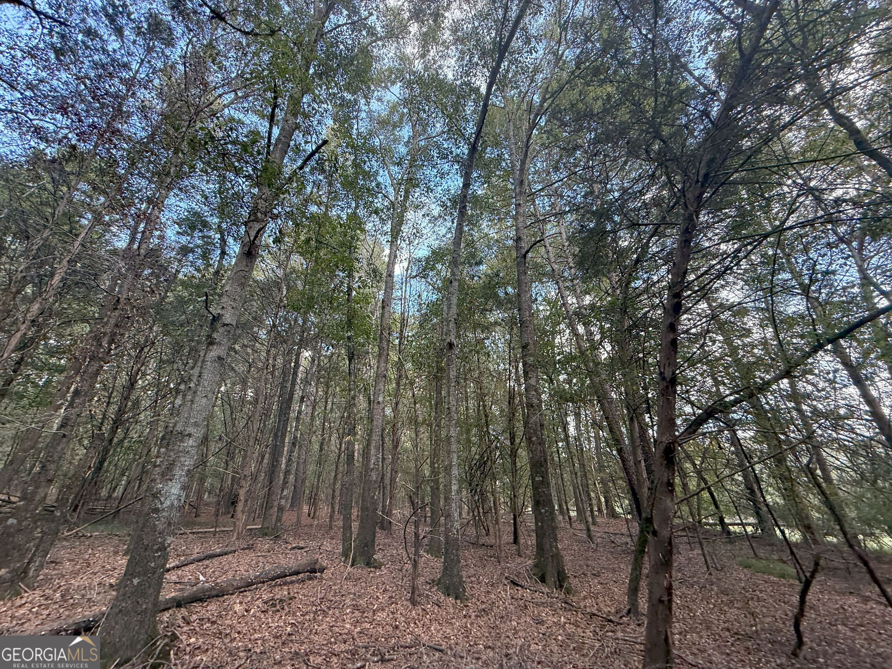 5 Jefferson River Road Athens, GA 30607 - Photo 9 of 24 a view of a forest with trees in the background