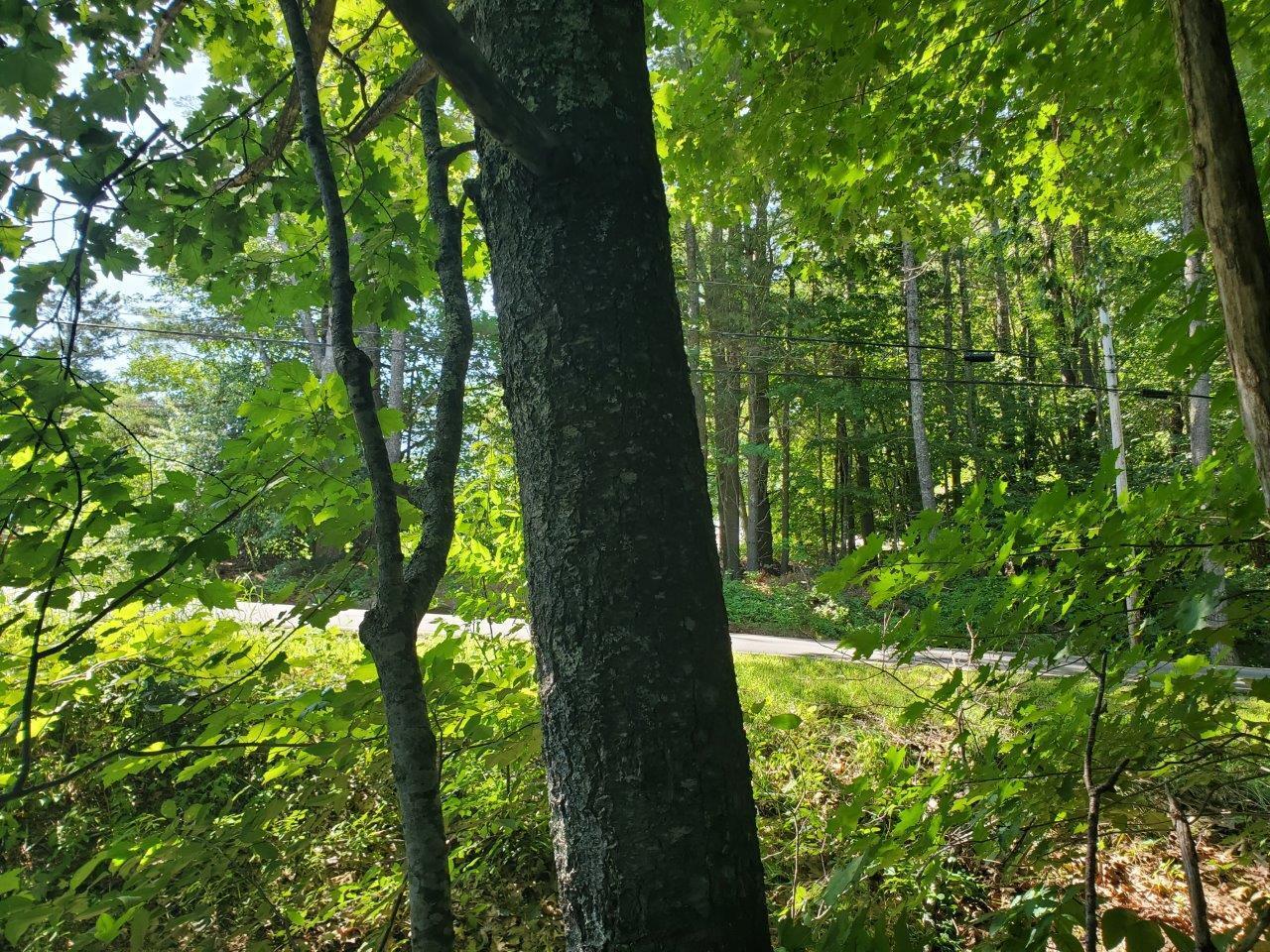 Lot 35 Higgins Hill Road Morrill, ME 04952 - Photo 14 of 17 20260723_095101
