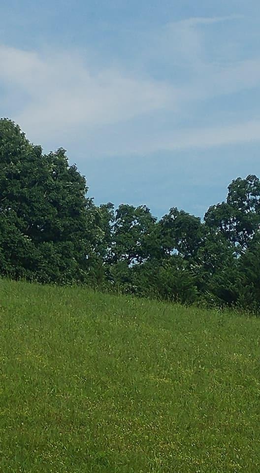 Cavern Road Townsend, TN 37882 - Photo 5 of 10 Clearing 2