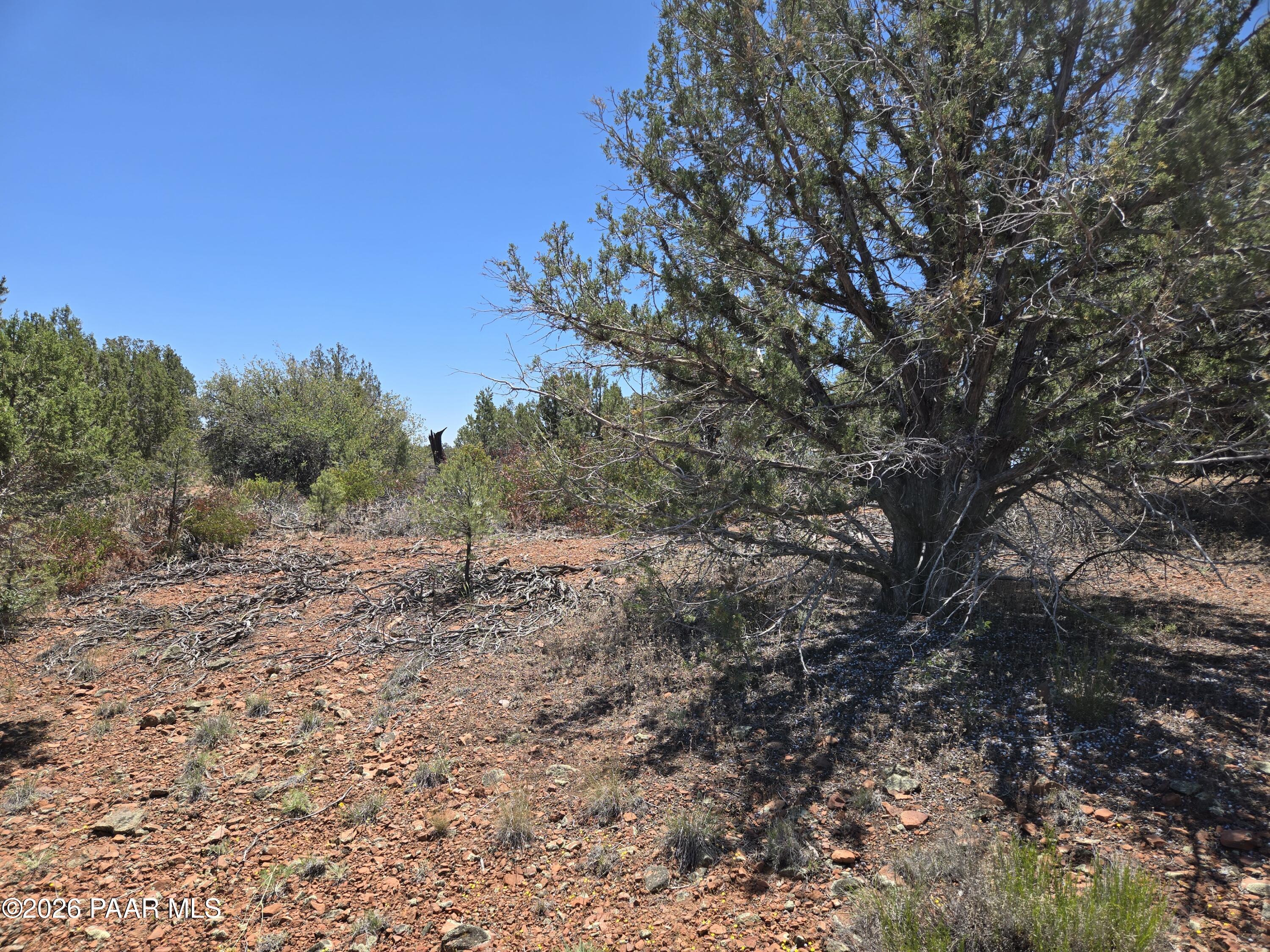 444-445 South Arizona Road Ash Fork, AZ 86320 - Photo 11 of 14 a view of a yard with a tree