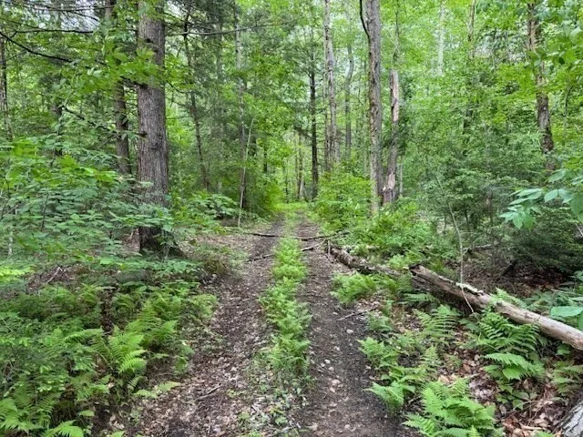 a view of a lush green forest