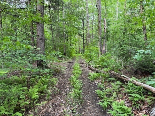 Lot 121 Davis Mine Road Rowe, MA 01367 - Photo 11 of 25 a view of a lush green forest