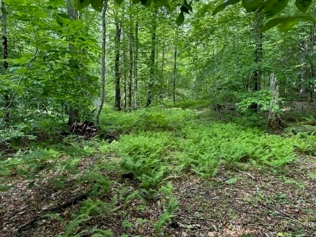 a view of a lush green forest