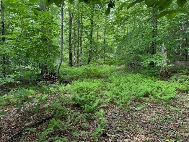 Lot 121 Davis Mine Road Rowe, MA 01367 - Photo 12 of 25 a view of a lush green forest