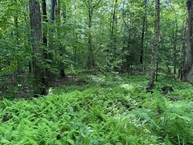a view of a lush green forest with trees