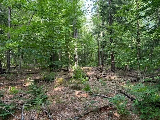 a view of a forest with trees in the background