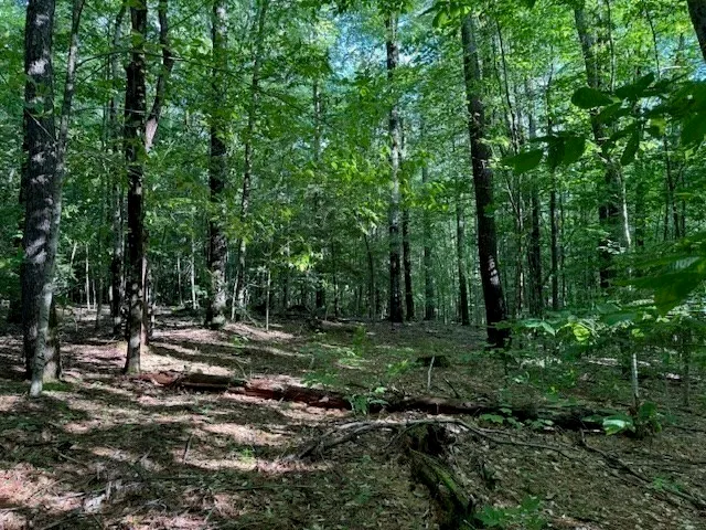 a view of a park that has large trees