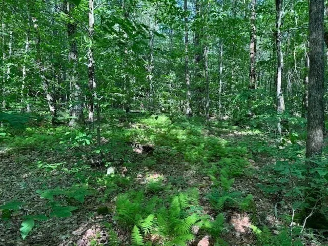 a view of a lush green forest