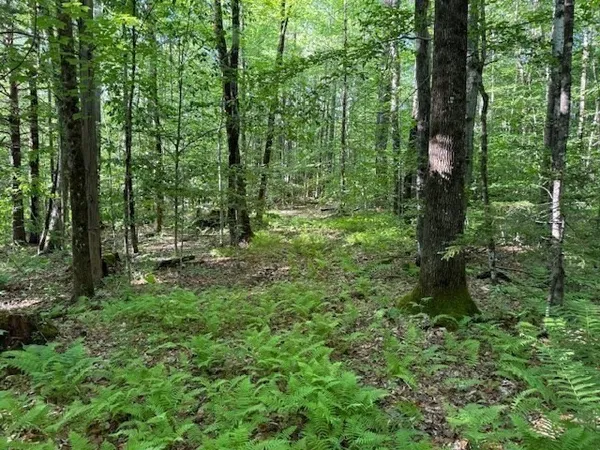 a view of a forest