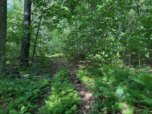 Lot 121 Davis Mine Road Rowe, MA 01367 - Photo 21 of 25 a view of a lush green forest