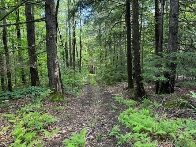 a view of a lush green forest