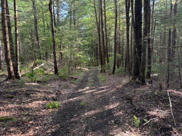 Lot 121 Davis Mine Road Rowe, MA 01367 - Photo 23 of 25 a view of outdoor space and green space