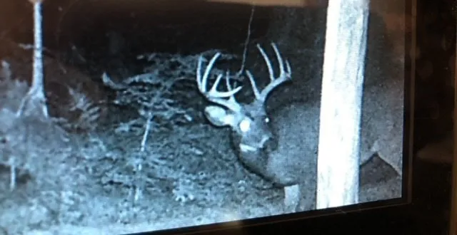 a view of a dry yard with trees and bench