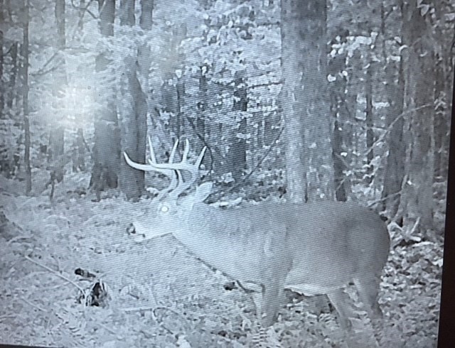 Lot 121 Davis Mine Road Rowe, MA 01367 - Photo 25 of 25 a view of a dry yard with trees and bench