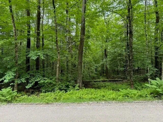 a view of a forest with trees